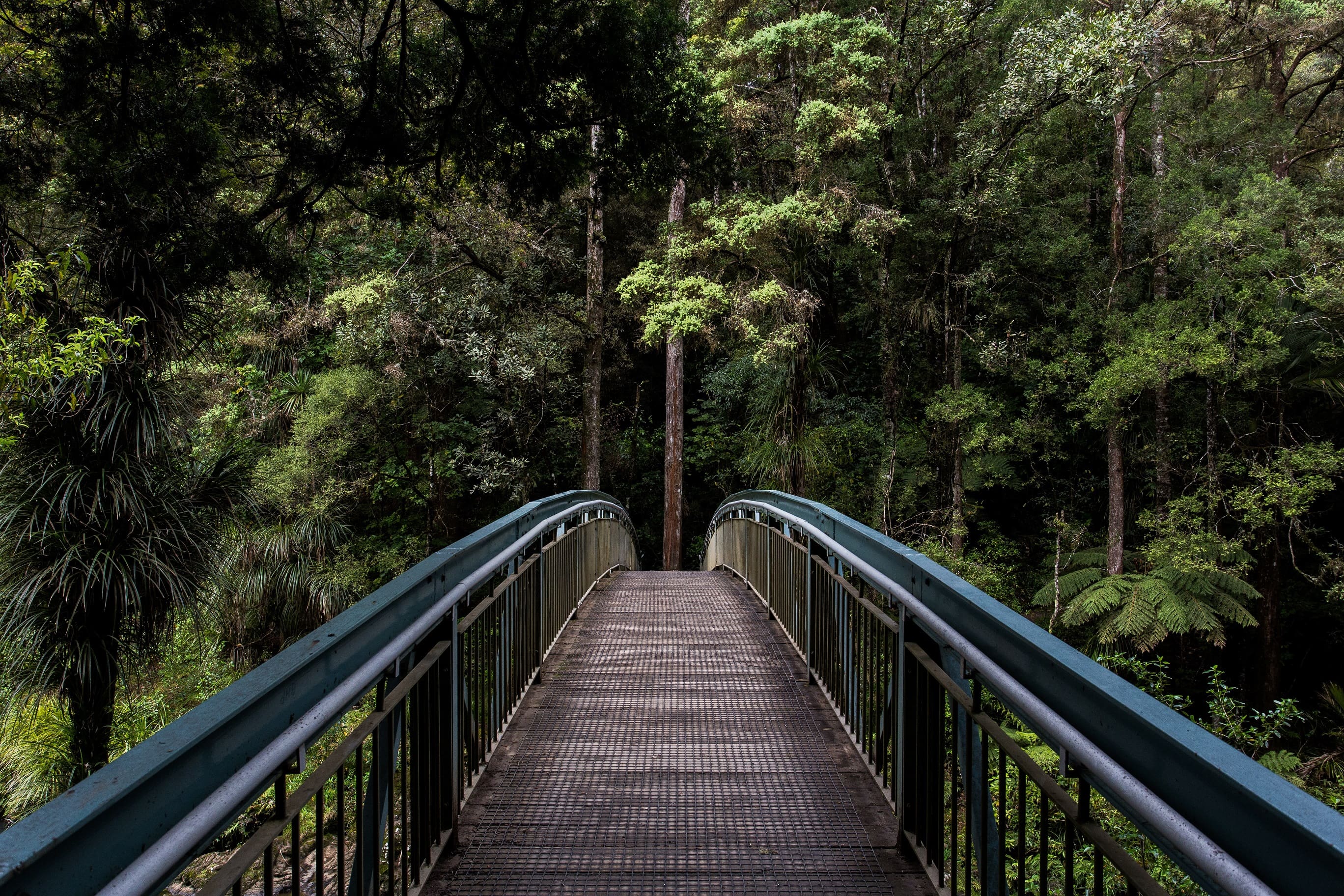 bridge-in-forest-by-tim-swaan-resized